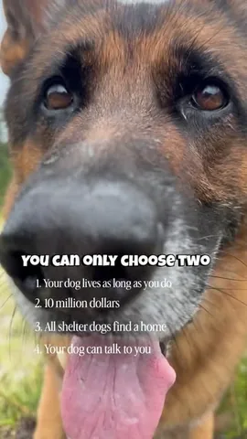 redhundriot Instagram post about Animal welfare