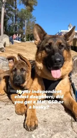 redhundriot Instagram post about German shepherd ownership
