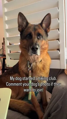 redhundriot Instagram post about Dog socialization