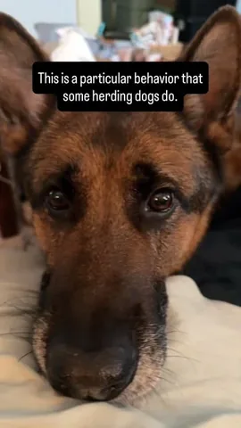 redhundriot Instagram post about Dog communication
