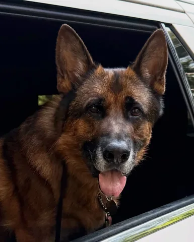 redhundriot Instagram post about National Dog Day