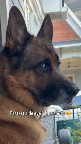 redhundriot Instagram post about Pet reaction
