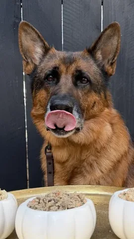 redhundriot Instagram post about Dog nutrition
