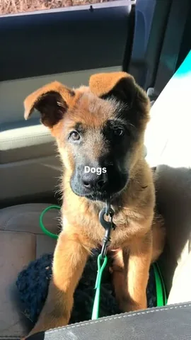 redhundriot Instagram post about Dog companionship
