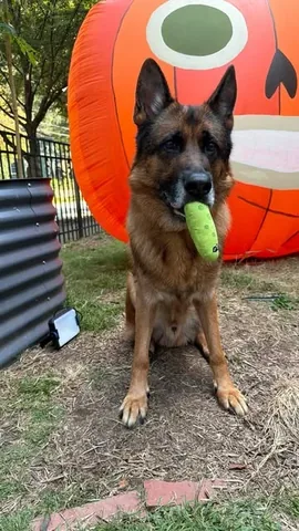 redhundriot Instagram post about Dog reaction
