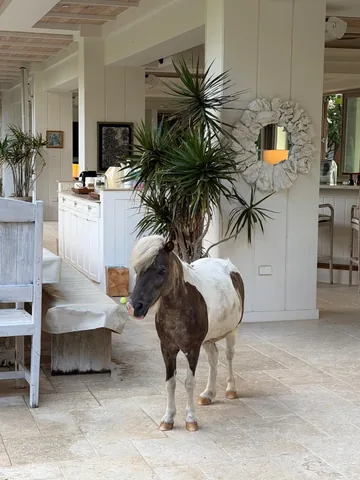 richardbranson Instagram post about Unexpected animal encounter