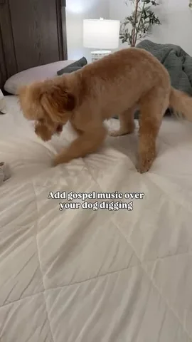 sampson_the_dood Instagram post about Dog digging behavior