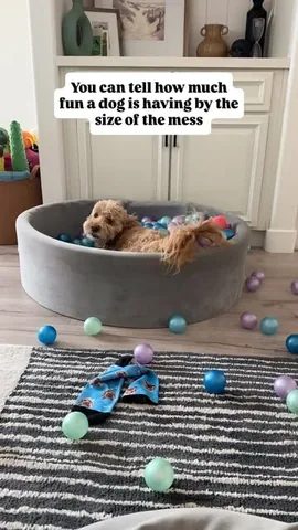 sampson_the_dood Instagram post about Dog ball pit play