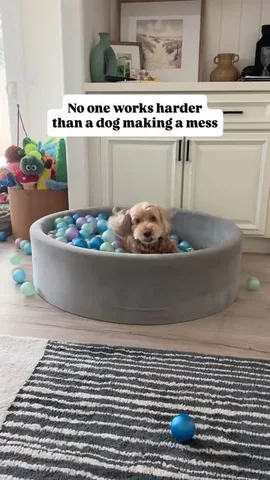 sampson_the_dood Instagram post about Ball pit surprise