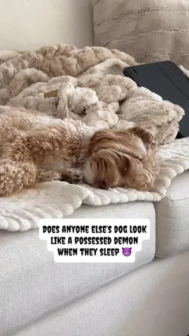 sampson_the_dood Instagram post about Unusual dog sleeping behavior