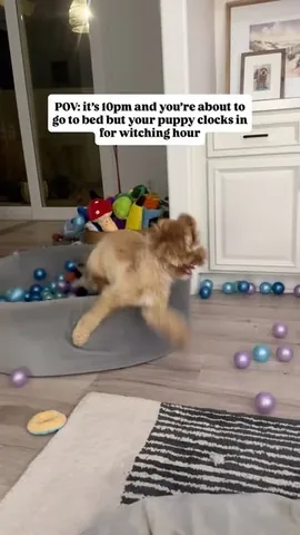 sampson_the_dood Instagram post about Nighttime dog energy