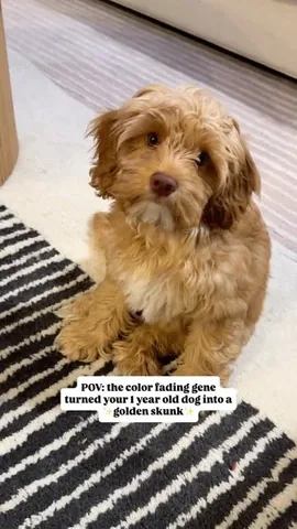 sampson_the_dood Instagram post about Dog grooming appearance