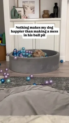 sampson_the_dood Instagram post about Dog ball pit play