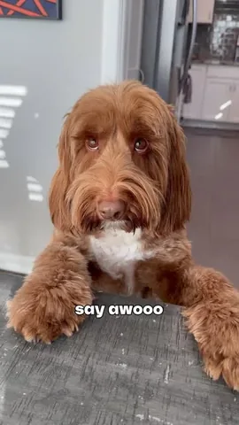 sampson_the_dood Instagram post about Howling dogs