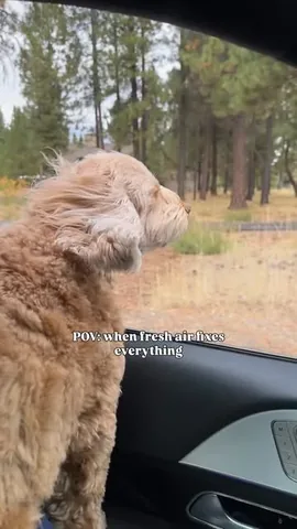sampson_the_dood Instagram post about Dog friendly road trip