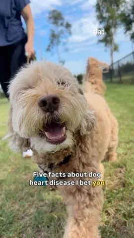 sampson_the_dood Instagram post about Canine heart health