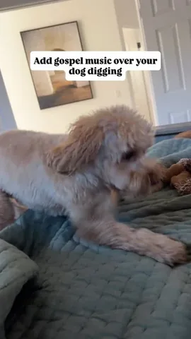 sampson_the_dood Instagram post about Dog zoomies and digging