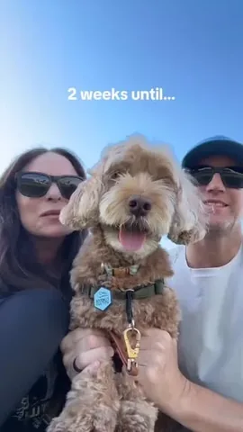 sampson_the_dood Instagram post about Dog surprise