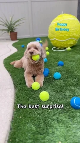 sampson_the_dood Instagram post about Dog birthday