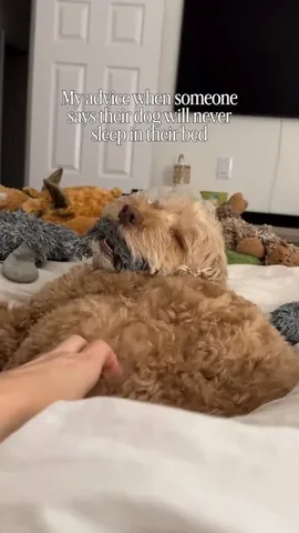 sampson_the_dood Instagram post about Dogs taking over the bed