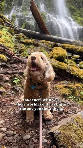 sampson_the_dood Instagram post about Dog friendly hiking