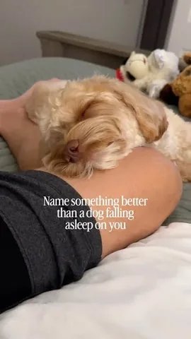 sampson_the_dood Instagram post about Patient sleeping dog
