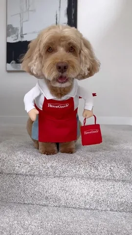 sampson_the_dood Instagram post about Dog workplace costume