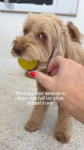 sampson_the_dood Instagram post about Dog ball behavior