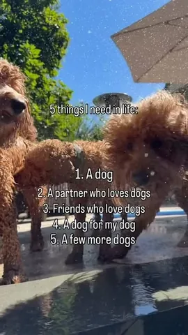samsonthedood Instagram post about Multi dog family life