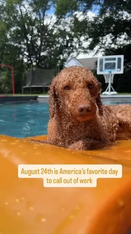samsonthedood Instagram post about Dog adjustment to a new home
