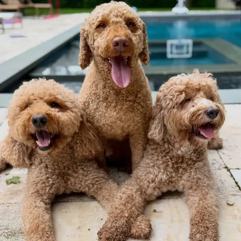 samsonthedood Instagram post about Dog reunion and homecoming