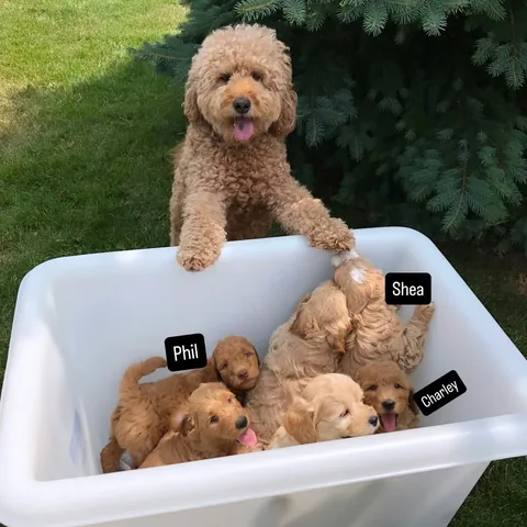 samsonthedood Instagram post about Considering a new dog adoption