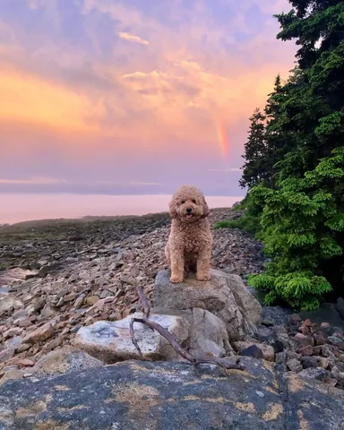 samsonthedood Instagram post about Pet loss and remembrance