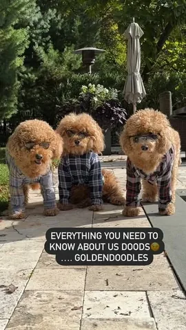 samsonthedood Instagram post about Goldendoodle humor