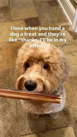 Samson The Goldendoodle (f1b) Instagram post thumbnail