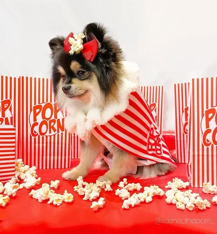 sasha_thepom_ Instagram post about Halloween costume throwback