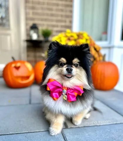 sasha_thepom_ Instagram post about Halloween costume planning
