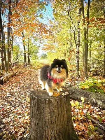sasha_thepom_ Instagram post about Thanksgiving gratitude