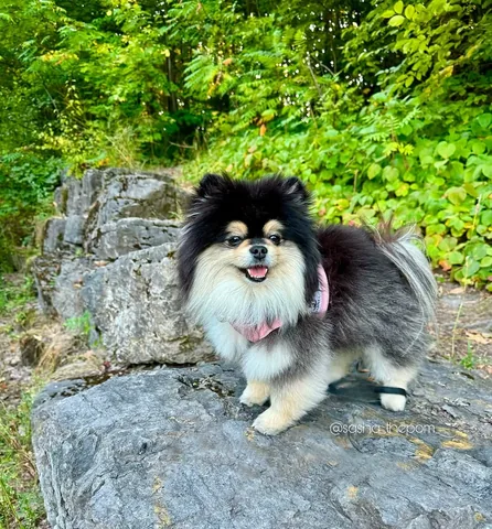 sasha_thepom_ Instagram post about Sunday greeting