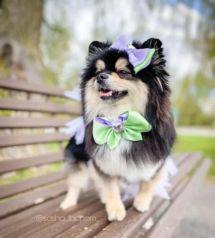 sasha_thepom_ Instagram post about Dog bow tie fashion