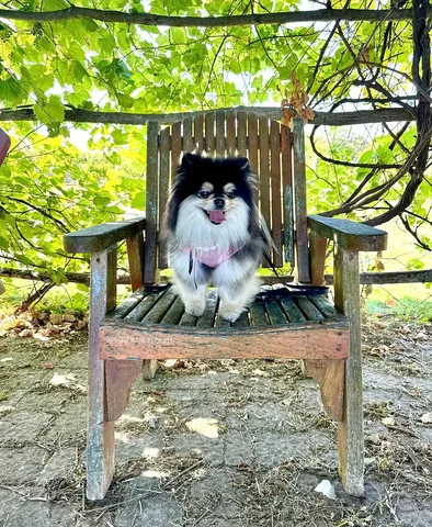 sasha_thepom_ Instagram post about Summer lakeside outing