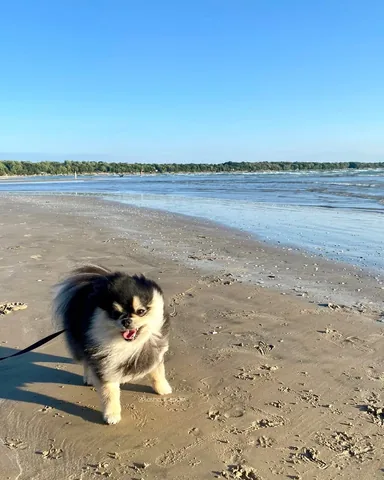 sasha_thepom_ Instagram post about Dog beach outing
