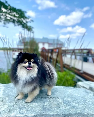 sasha_thepom_ Instagram post about Ottawa summer destination