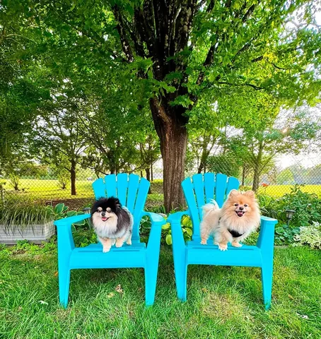 sasha_thepom_ Instagram post about Summer time with a dog friend