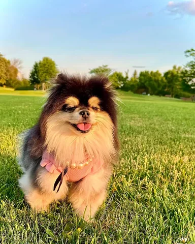 sasha_thepom_ Instagram post about Golden hour dog portrait