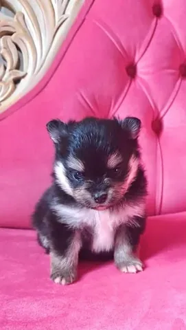 sasha_thepom_ Instagram post about Dog adoption anniversary