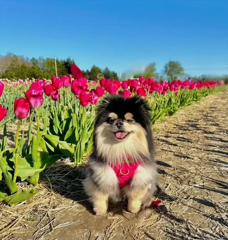 sasha_thepom_ Instagram post about Mother’s Day farm visit