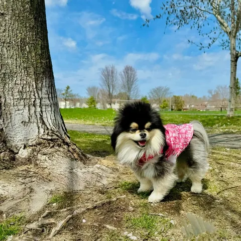 sasha_thepom_ Instagram post about Spring dog walk