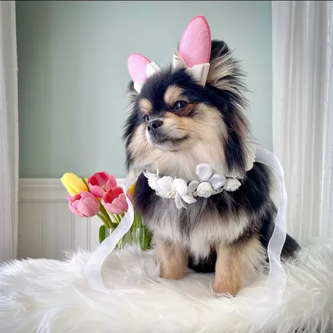 sasha_thepom_ Instagram post about Easter celebration