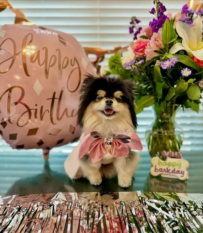 sasha_thepom_ Instagram post about Dog birthday celebration